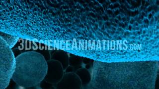 Cell Membrane