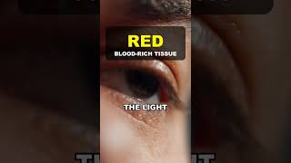 Why Your Eyes Glow Red in Flash Photos 📸