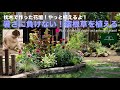 暑さに負けない宿根草を植える！／枕木で作った花壇やっと植えるよ！【夏のガーデニング】-フローラ黒田園芸- Summer gardening/ガーデニング/園芸/庭/花壇