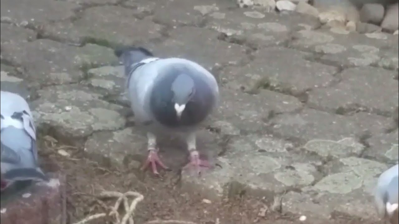 Eine fremde Taube ist uns zugeflogen und bei uns geblieben (26)