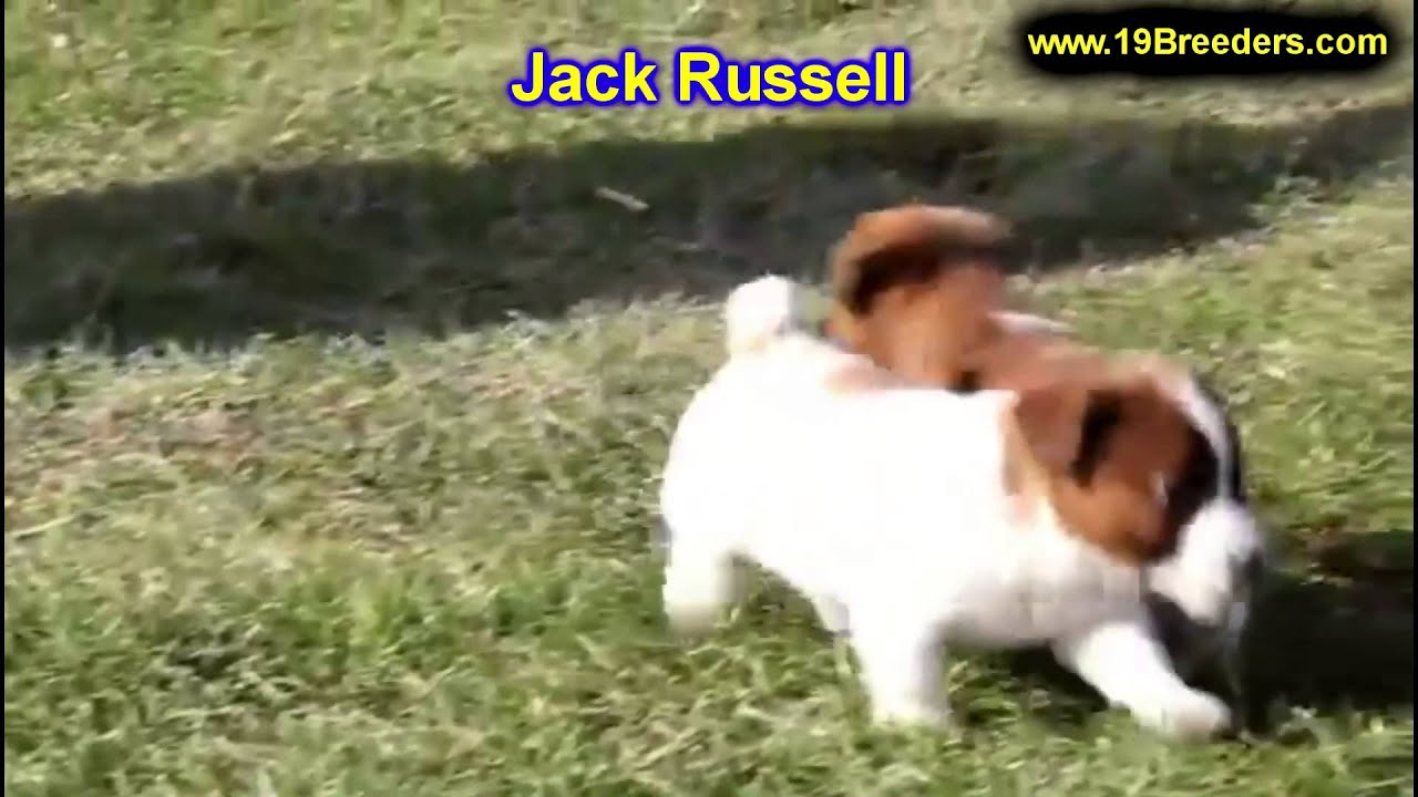 Jack Russell, Puppies, For, Sale, In, Portland, Oregon, OR, McMinnville
