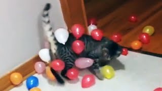 🐱🎈Cat Reaction to Playing Balloon 😂🎈😂 Funny Cat Balloon Reaction Compilation 🎈🐱 [Funny Pets]