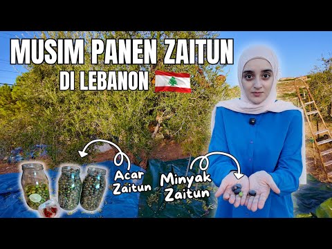 Cara Membuat Minyak Zaitun Sendiri