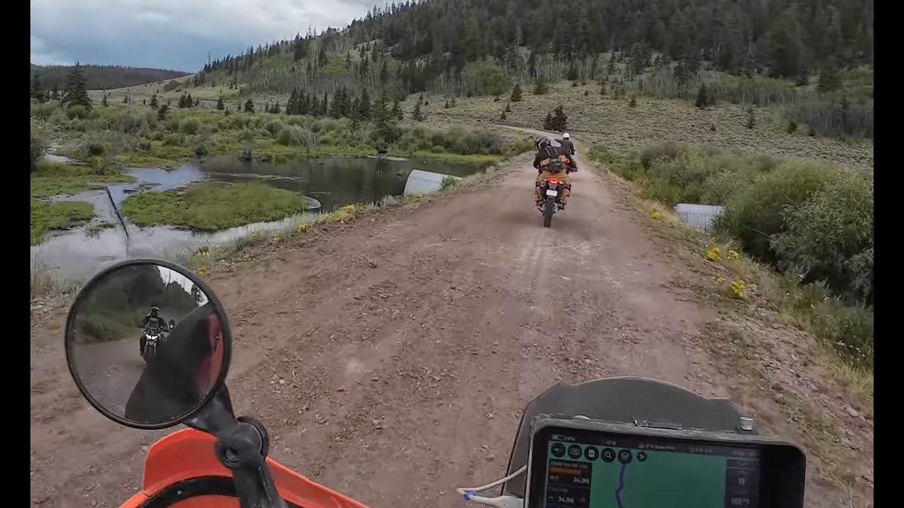 Moose spotting on CO BDR Route Section 3