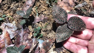 DƯỢC LIỆU LAN KIM TUYẾN RỪNG NGỌC LINH