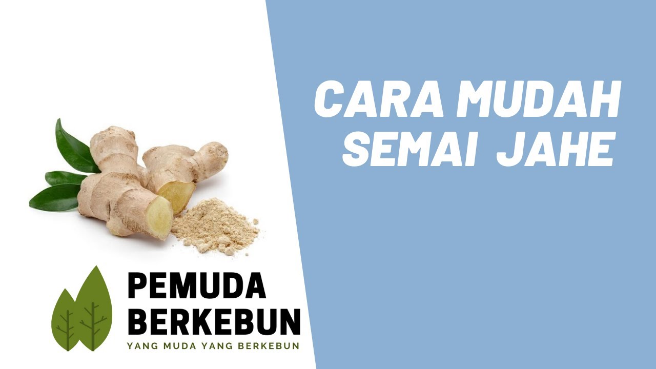 MARI MENANAM JAHE | CARA SEMAI JAHE DI RUMAH | TANAM JAHE #