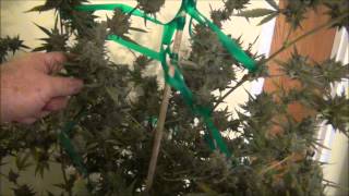 Cheese # 1 clone harvest time 10292013