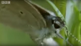 Butterfly Eggs and Caterpillar Survival | Life In The Undergrowth | BBC