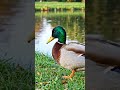 Walking duck