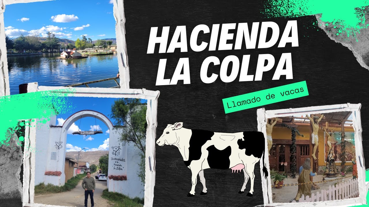 Llamado de vacas 🐮 en la hacienda La Colpa - YouTube