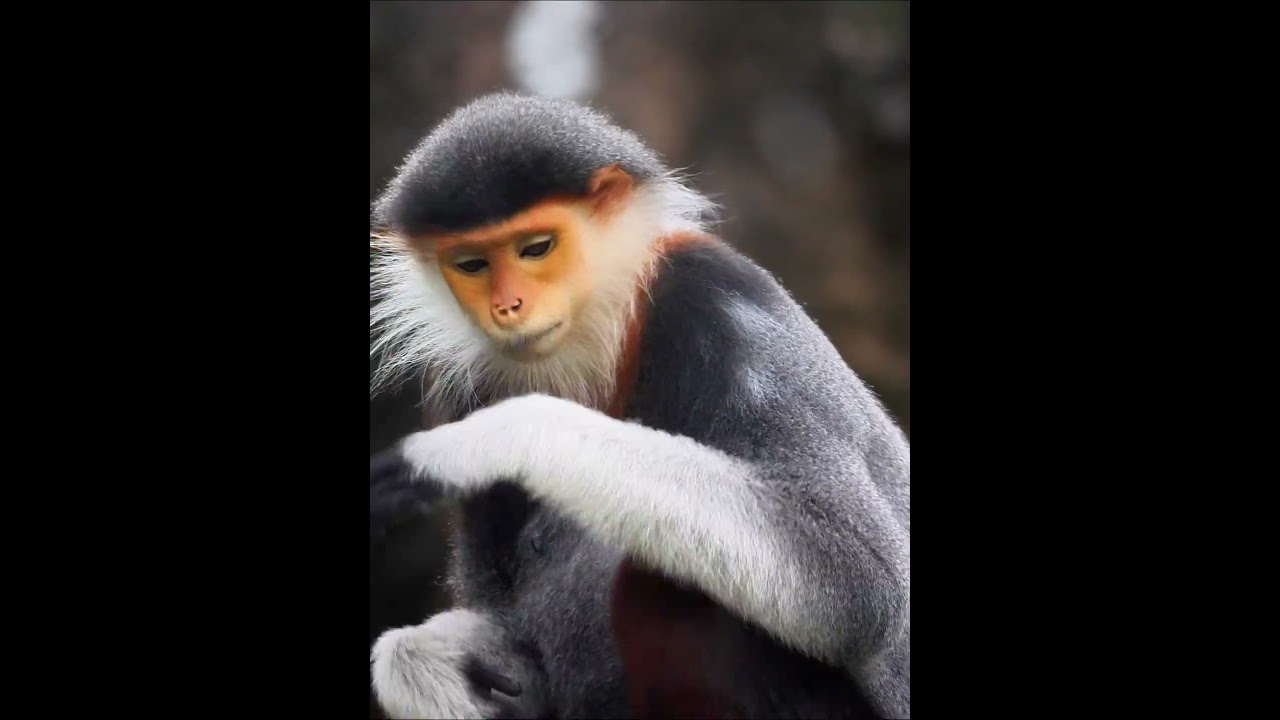 Red shanked douc living in the wild 