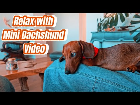 Relax with Mini Dachshund Video - YouTube