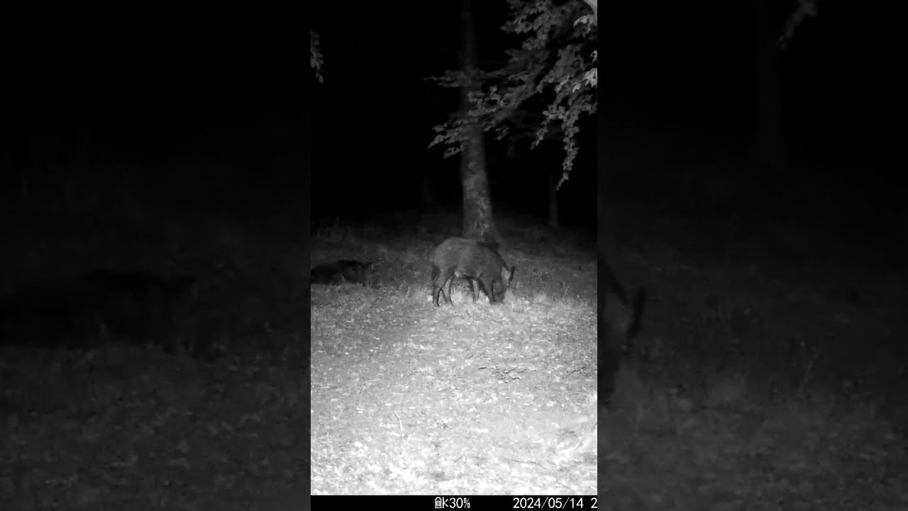 Male wild boar at feeding place 