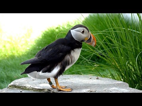 Video: Papuchalk atlantický: vlastnosti, zajímavá fakta