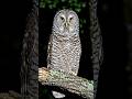 Owl #shorts #nightvibes #nightlife #owl