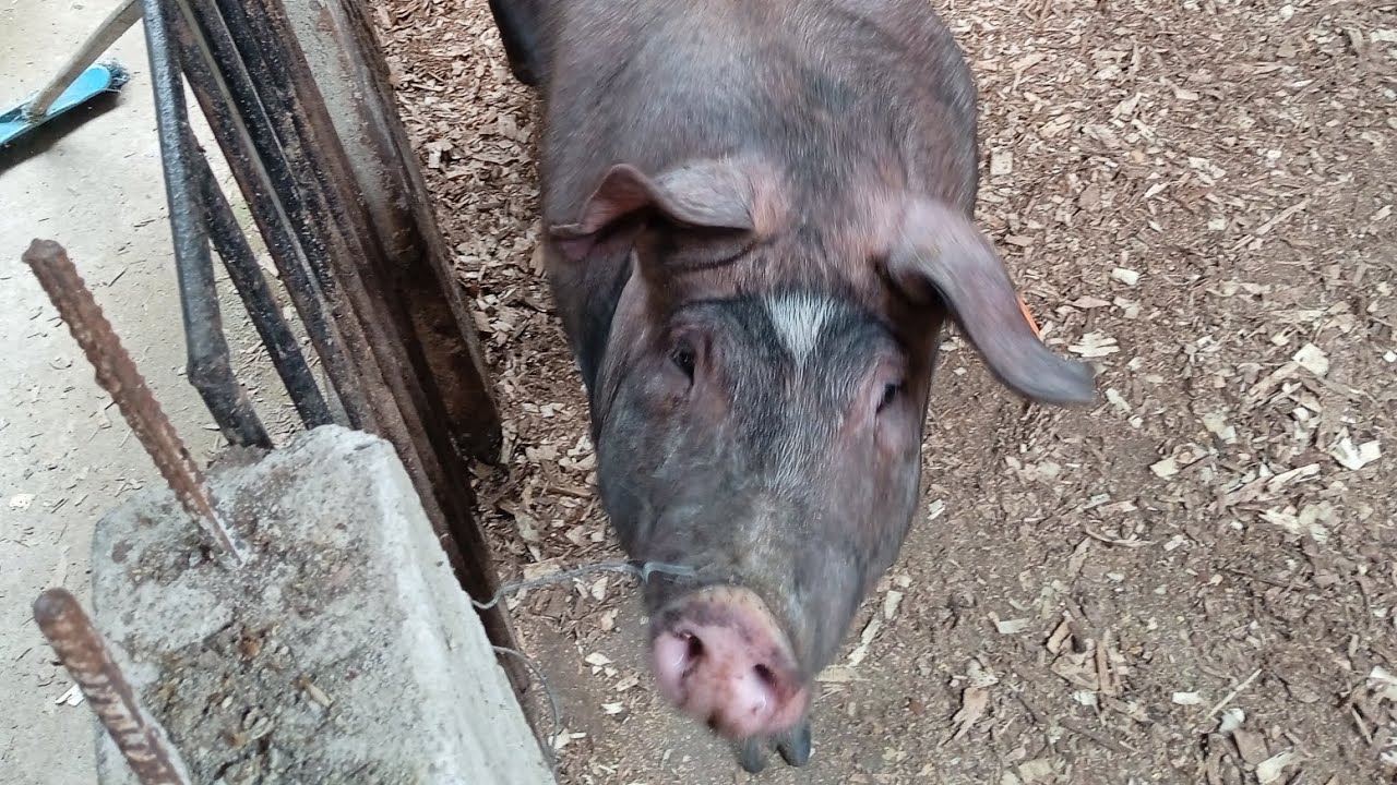 reason why I don't eat pork but I sell pork. relegion beliefs.🤲🙏 YouTube