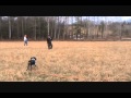 French Brittany Hunting Dog Training - Puppy Stage の動画、YouTube動画。