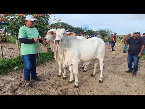 FEIRA DO GADO EM CRUZES PE 30-03-2026 #nordeste