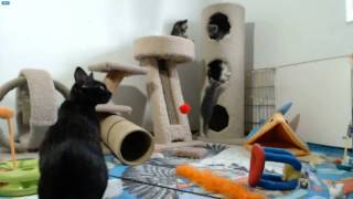 AI Kittens - Eddie evicts Holly