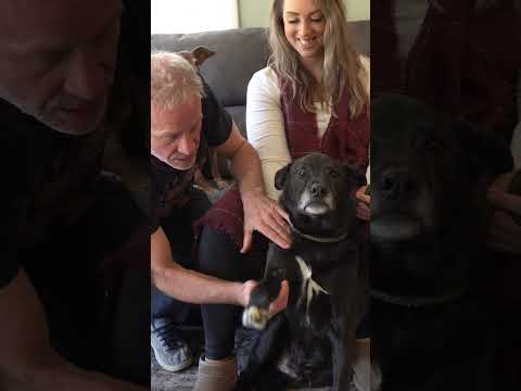 Wideo: Przepis na Apple Crisp Dog Treat