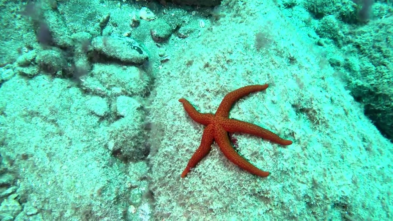 2026 02 17 GRAN CANARIA SUR I