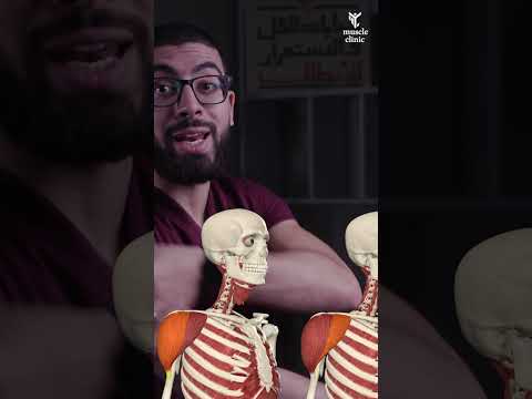 العضلات المستهدفة أثناء تمرين العقلة