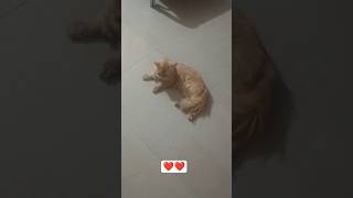 lazy Cat 😺 #shorts #trending