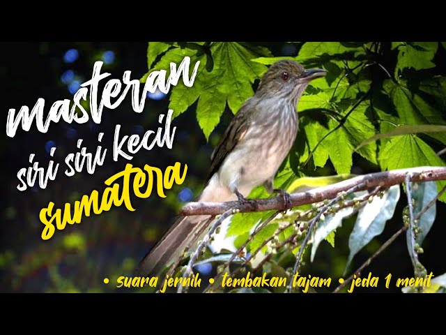 MASTERAN BURUNG SIRI SIRI KECIL | SUARA JERNIH TEMBAKAN TAJAM JEDA 1 MENIT class=