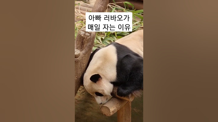 아빠 판다 러바오는 항상 피곤해