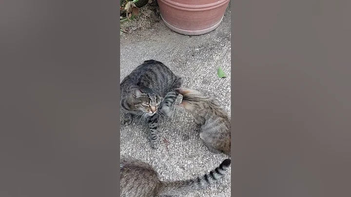 Video 6041091: cats animal funny kitty, funnycats animals dog, food funnycat, amazing funnycat, beautiful funnycats