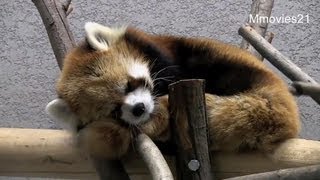 夜のライラアタック~Red Panda in Night Zoo