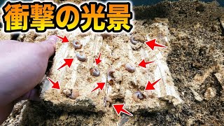 日本で一番大きくなるクワガタと一緒に入れていた木を割ったら大興奮