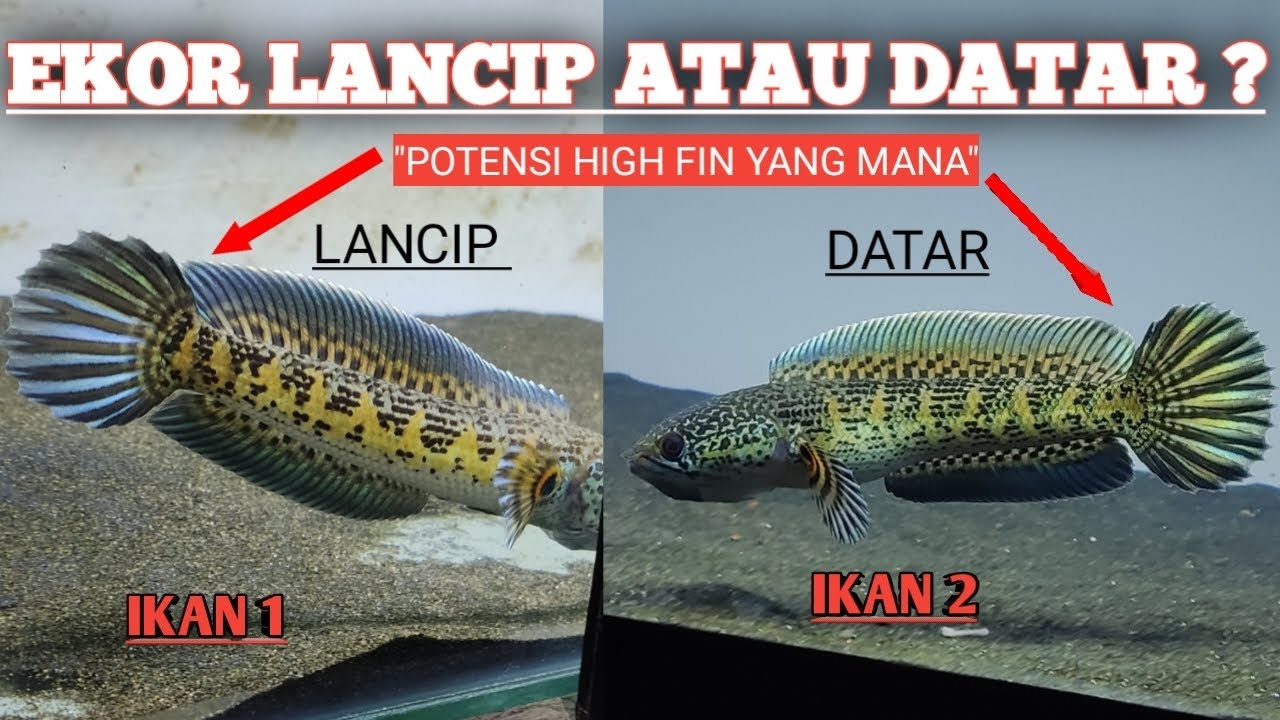 HIGH FIN DORSAL POLOS EKOR LANCIP ROKET VS HIGH FIN DORSAL POLOS EKOR ...