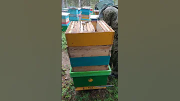 Сколько мёда принесли пчёлы в двенадцати рамочных ульях на точке.