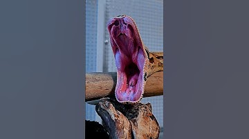 "Mesmerizing: Python Snake Yawning Up Close" #youtubeshorts #shorts #trending #amazing