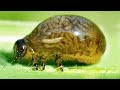 10 WEIRD ANIMALS That Will Give You Chills 🦟