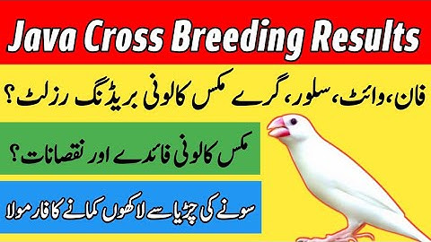 Java Sparrow Cross Breeding Results | Java Finch Cross Breeding Progress | Mini Zoo