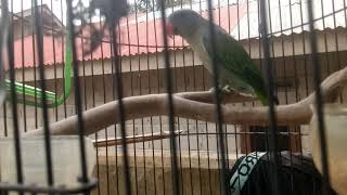 Download Lagu Burung tanau ter gacor, ber macam,, ragam bunyian MP3 Download Lagu Burung tanau ter gacor, ber macam,, ragam bunyian MP3