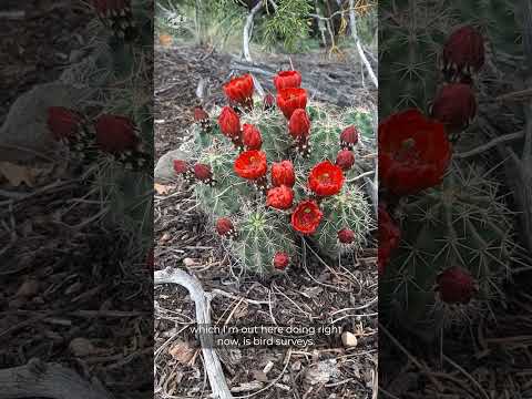 Video: Voëlkyk rondom Albuquerque