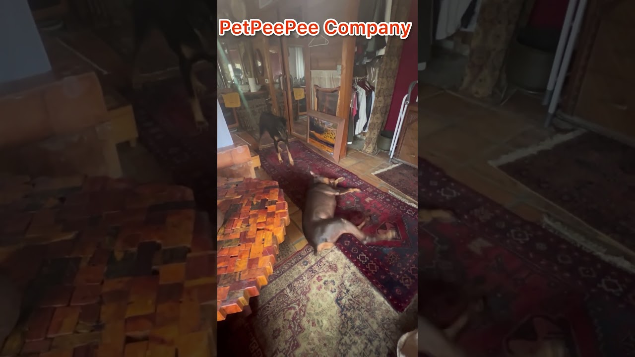 PetPeePee nationwide service for Cleaning Oriental  carpet  