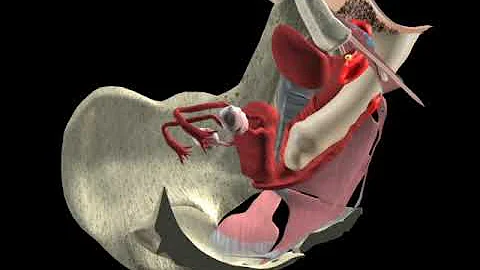 Anatomy of female sexual pleasure - 3D View