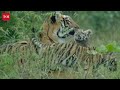 Roaring for Survival |Tiger Day Film Promo| Subbiah Nalla Muthu | TOI