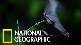 這種「長舌蝙蝠」是長管花的唯一授粉者《國家地理》雜誌