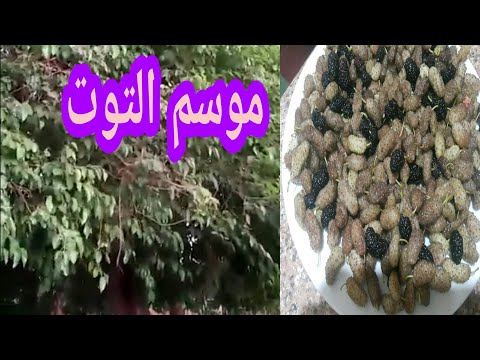 أجمل شجر توت في الريف المصري الجميل