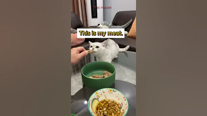 Video 6325661: cute cats cathouse, funny cat