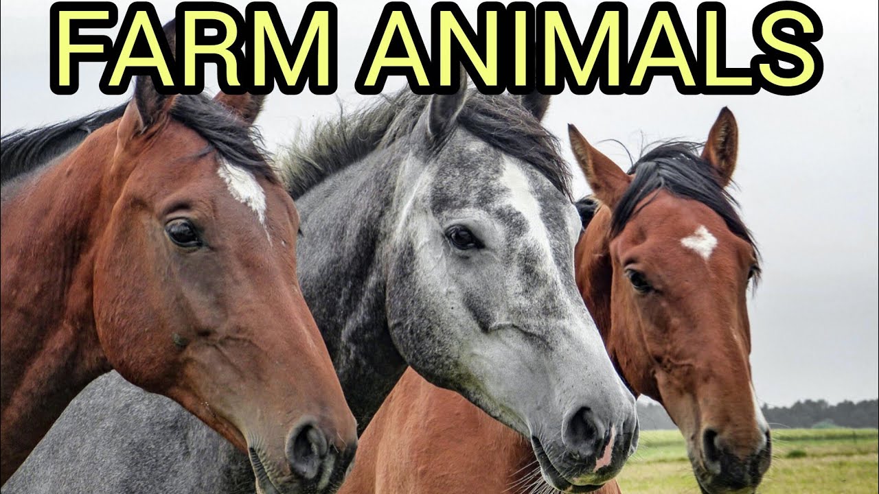 10 Farm Animals and Their Sounds 🐄🐔 |  for Kids