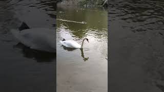 Лебеді в Полтавському дендропарку