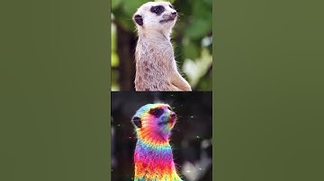 Lockdown 2.7 Quick Start for After Effects