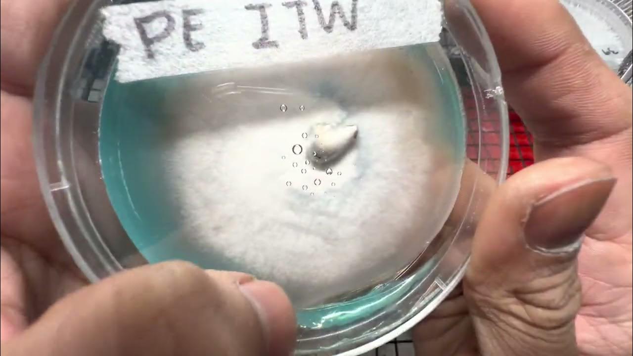 Enter the lab EP4 Transfer mycelium T0 swab agar to new agar plates