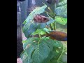 Underwater Adventure #africancichlids #fishaquarium #fishtank #cichlid
